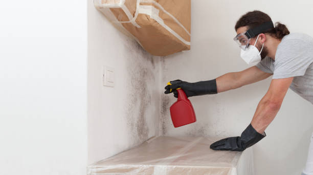 Professional Attic Mold Remediation technician working in Valrico, FL