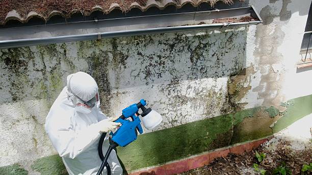 Top rated local Attic Mold Remediation specialists in Valrico, FL